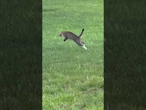 Hoppy Little Song - Little One HOP