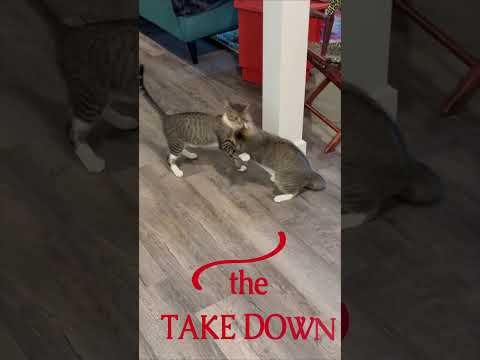 Little One vs Snaggly Takedown